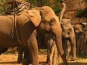 Elephants ready for riders in the forest just outside Mae Hong Son.
